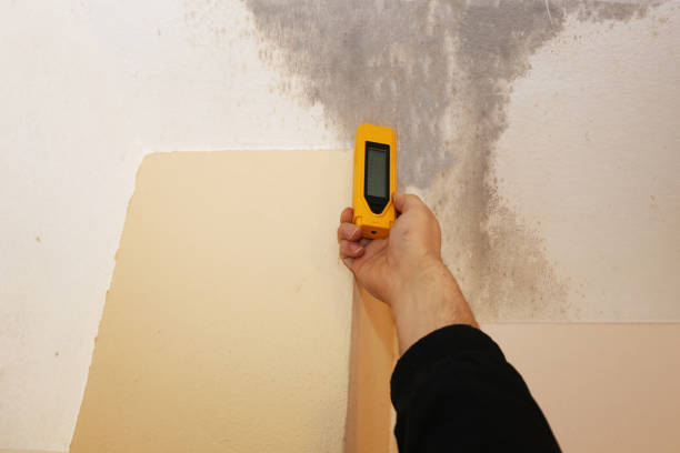 Best Attic Mold Removal  in USA